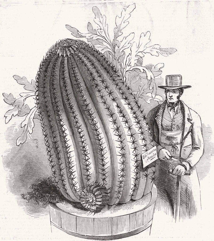 PLANTS. Monster cactus(Echinocactus Stainesii) 1845 old antique print picture